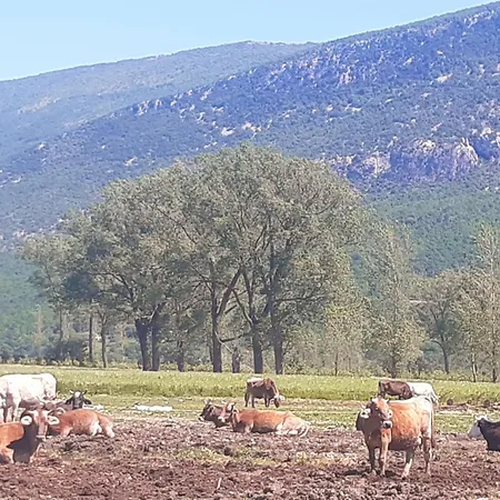 Vedran