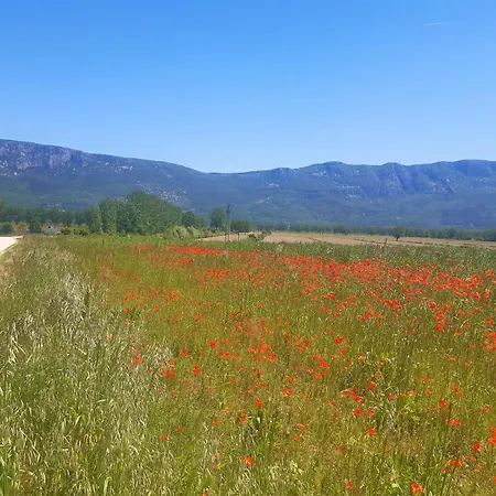 Vedran